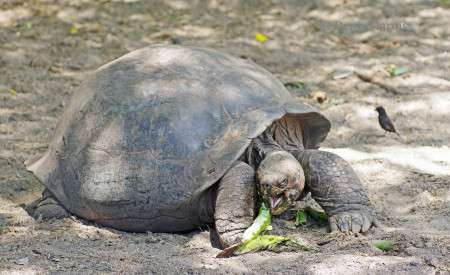 Tortue des Galapagos